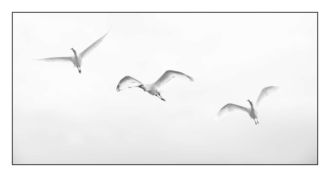 nuances-de-noirs-et-de-blancs/008-libres/fr/12-170604DOMWLD3083B