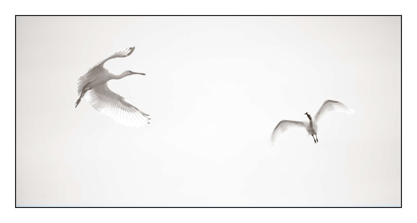nuances-de-noirs-et-de-blancs/008-libres/fr/17-170604DOMWLD3104B