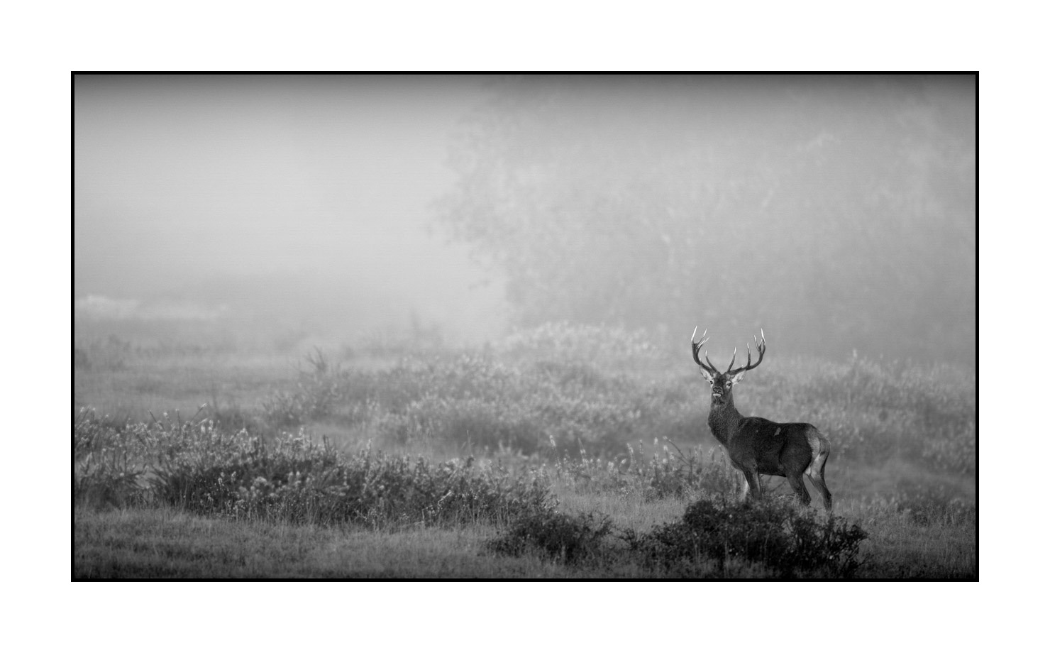 nuances-de-noirs-et-de-blancs/009-cerfs-dans-la-brume/edition-limitee/en/06-red-deer-stag-in-the-mist-160923CHMBRA0267B