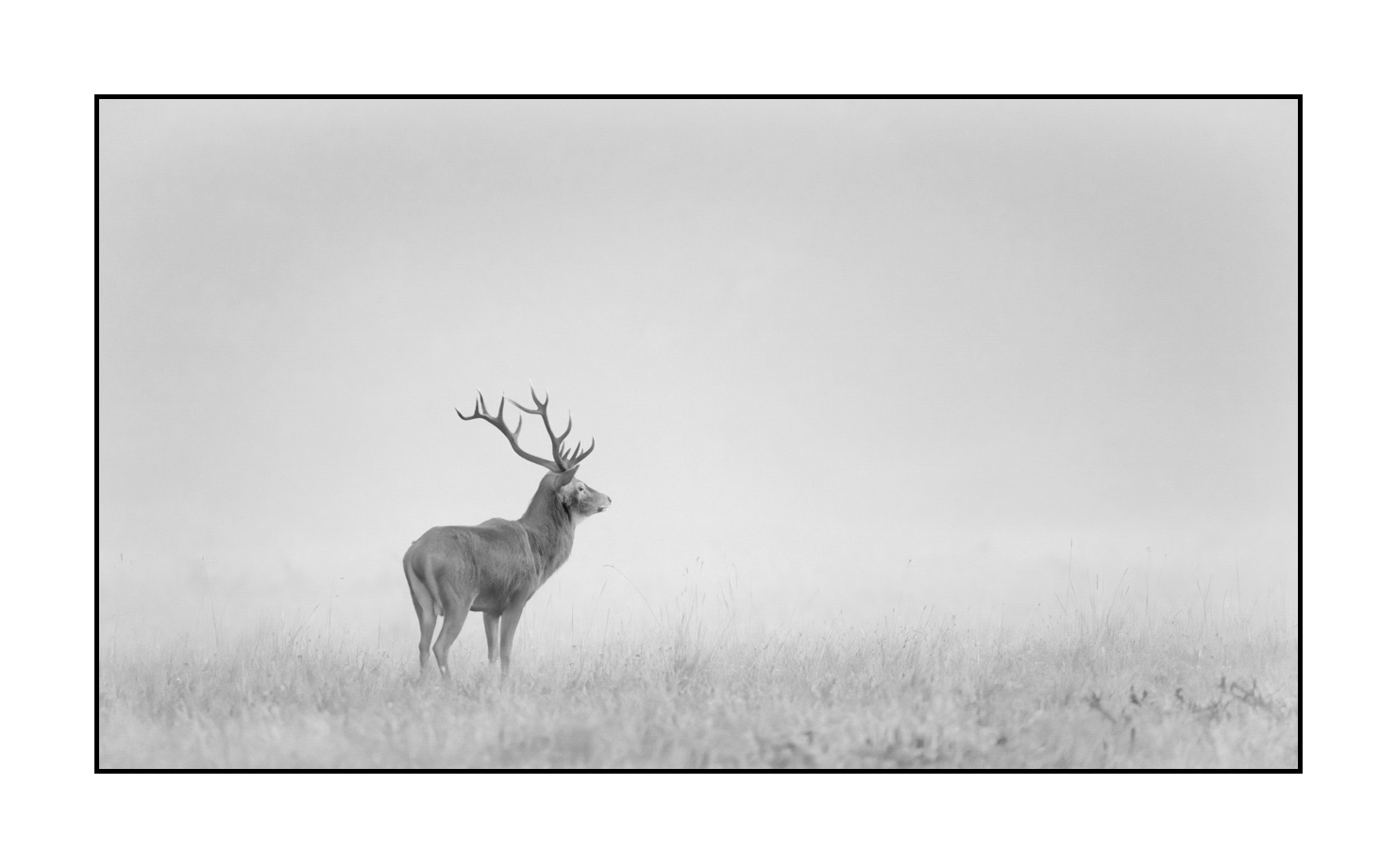 nuances-de-noirs-et-de-blancs/009-cerfs-dans-la-brume/edition-limitee/en/09-red-deer-stag-in-the-mist-200928CHABRA0008B