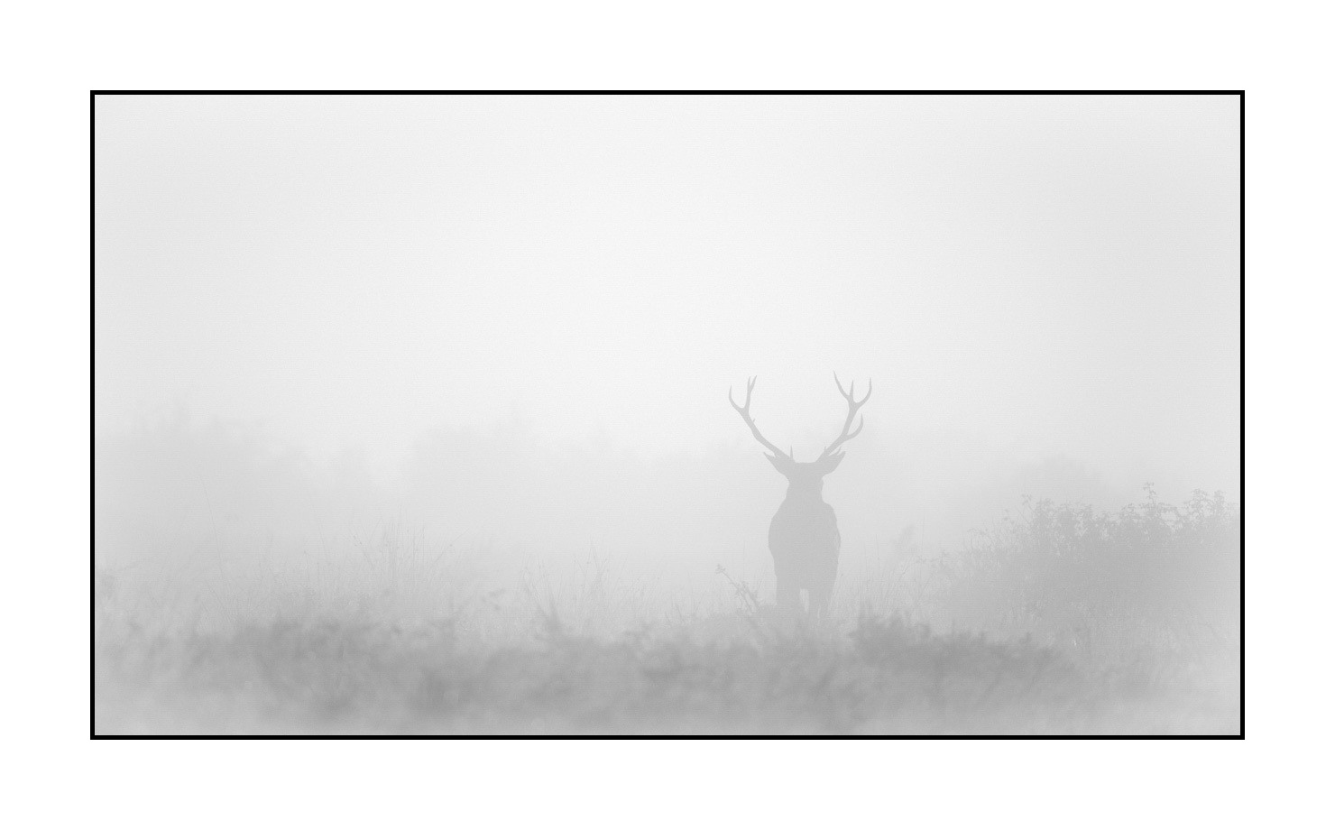 nuances-de-noirs-et-de-blancs/009-cerfs-dans-la-brume/edition-limitee/en/10-red-deer-stag-in-the-mist-200928CHABRA0016B