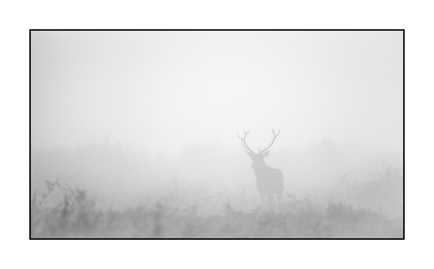 nuances-de-noirs-et-de-blancs/009-cerfs-dans-la-brume/edition-limitee/en/12-red-deer-stag-in-the-mist-200928CHABRA0019B