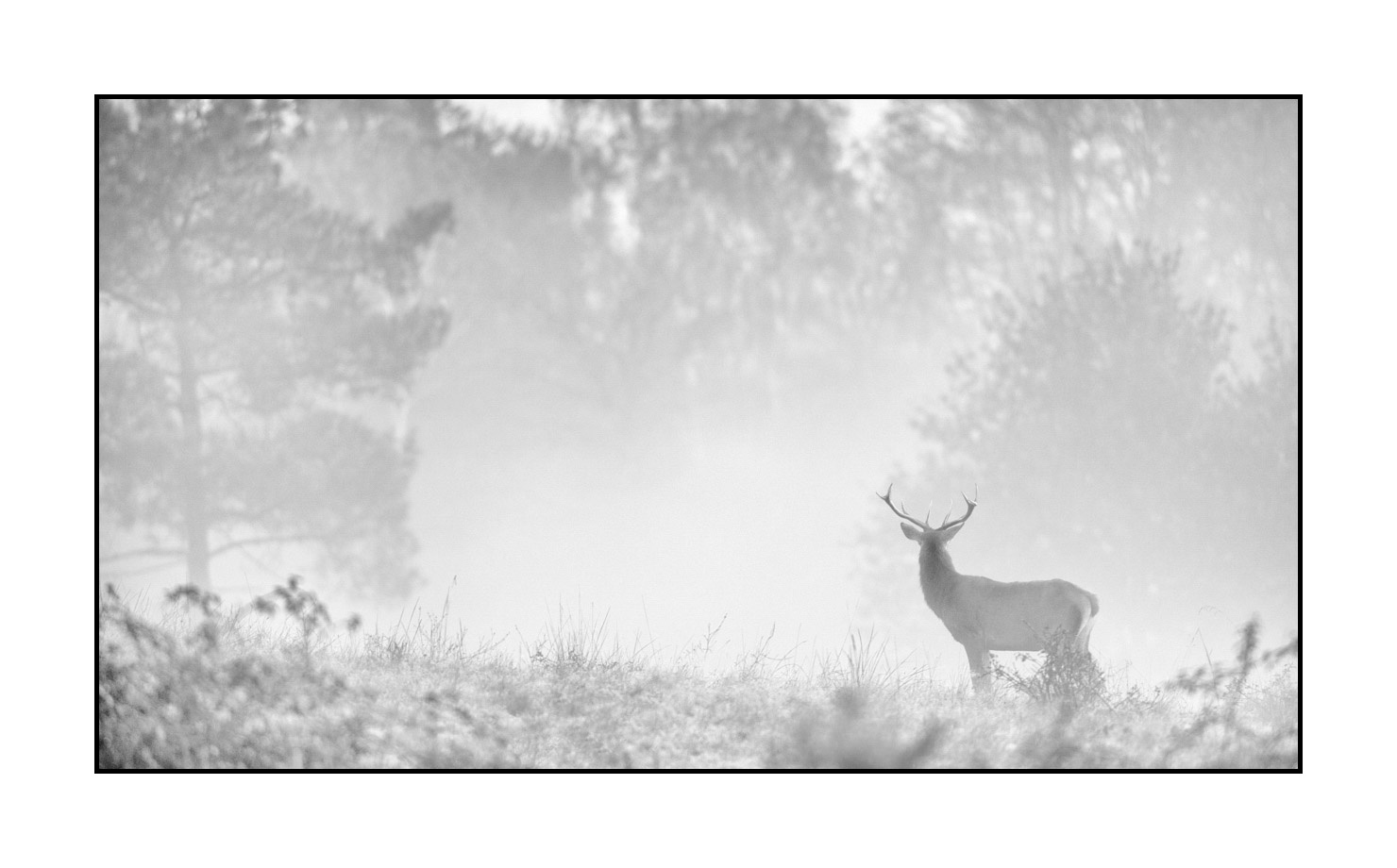 nuances-de-noirs-et-de-blancs/009-cerfs-dans-la-brume/edition-limitee/en/18-red-deer-stag-in-the-mist-200928CHABRA1101B