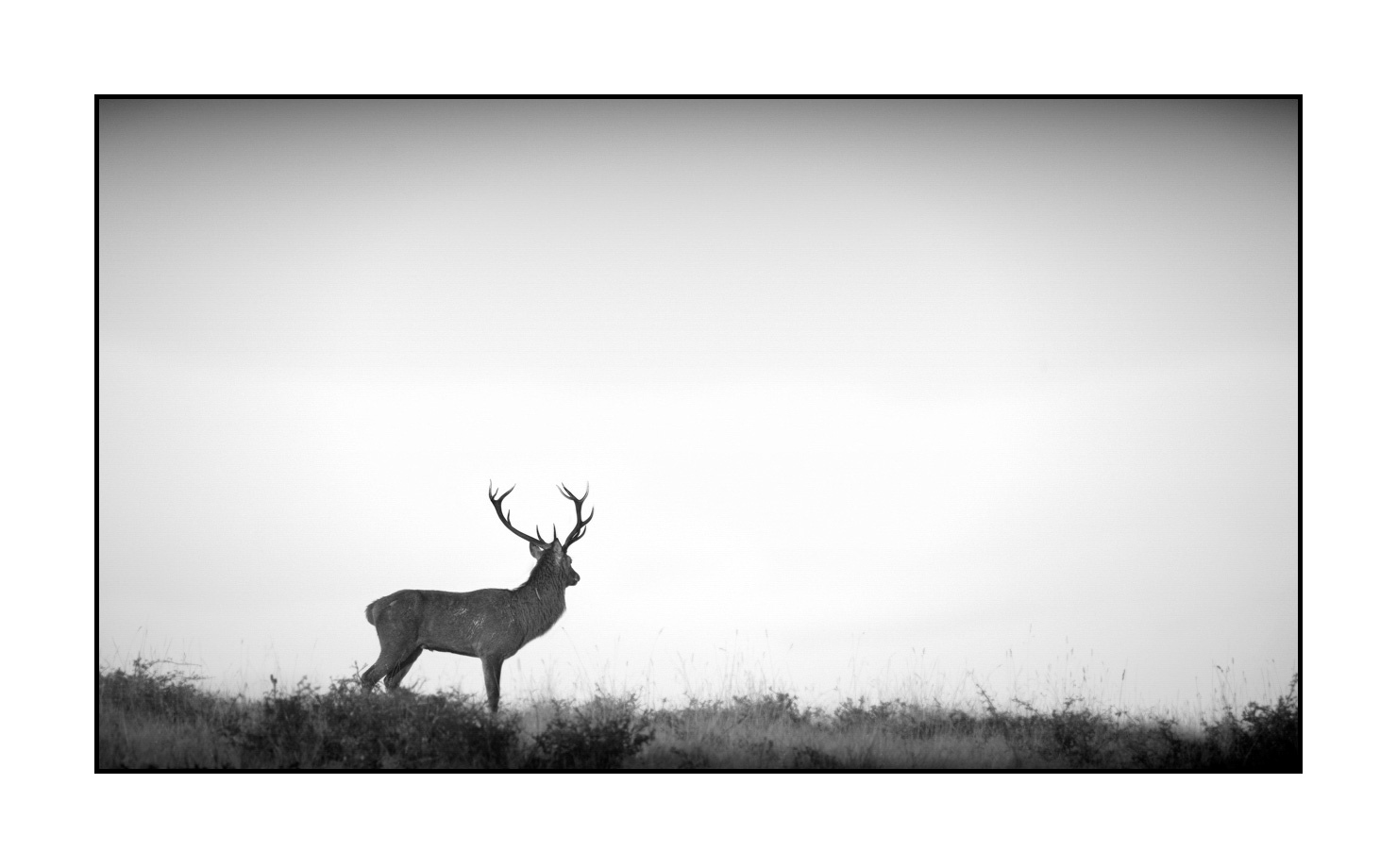 nuances-de-noirs-et-de-blancs/009-cerfs-dans-la-brume/edition-limitee/fr/01-cerf-dans-la-brume-160923CHMBRA0311B