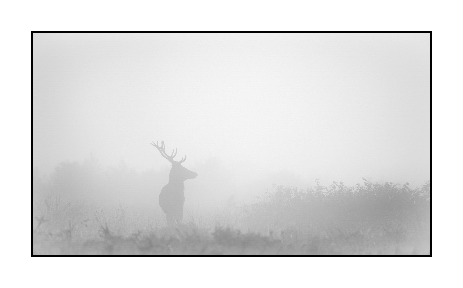nuances-de-noirs-et-de-blancs/009-cerfs-dans-la-brume/edition-limitee/fr/11-cerf-dans-la-brume-200928CHABRA0018B
