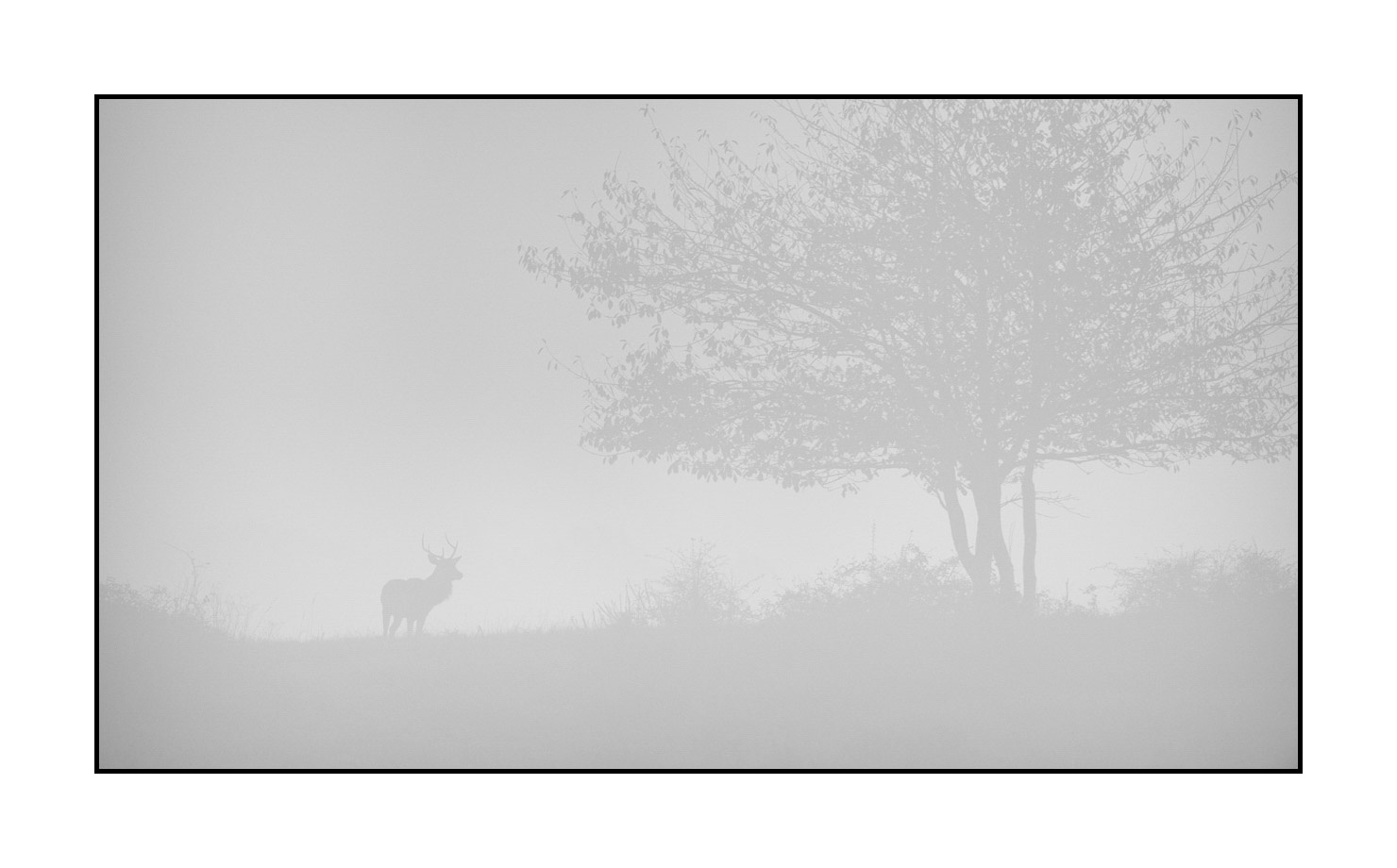 nuances-de-noirs-et-de-blancs/009-cerfs-dans-la-brume/edition-limitee/fr/14-cerf-dans-la-brume-200928CHABRA0570B