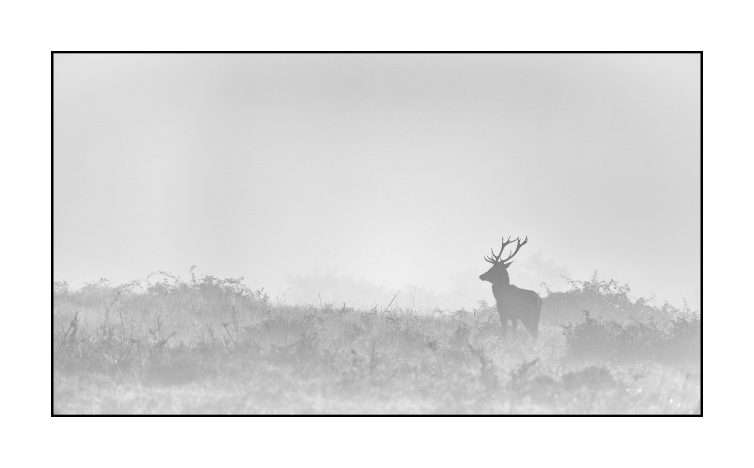 nuances-de-noirs-et-de-blancs/009-cerfs-dans-la-brume/edition-limitee/fr/17-cerf-dans-la-brume-200928CHABRA0623B