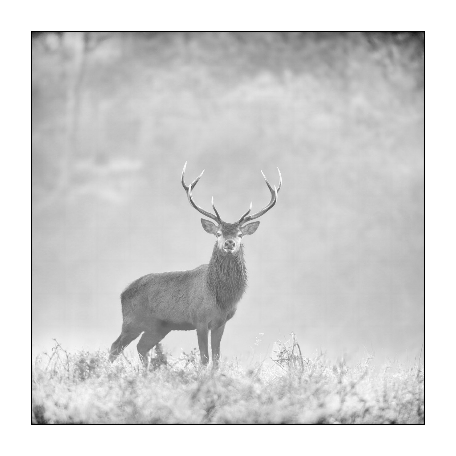 nuances-de-noirs-et-de-blancs/009-cerfs-dans-la-brume/edition-limitee/fr/20-cerf-dans-la-brume-200928CHABRA1109B