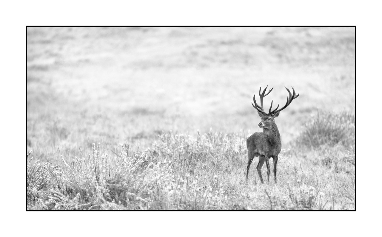 nuances-de-noirs-et-de-blancs/009-cerfs-dans-la-brume/edition-ouverte/en/open-edition-1993-169B