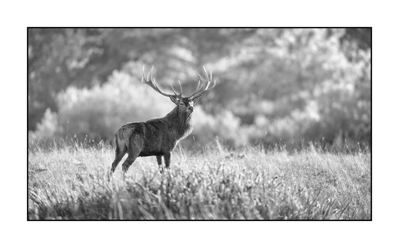 nuances-de-noirs-et-de-blancs/009-cerfs-dans-la-brume/edition-ouverte/en/open-edition-1996-169B