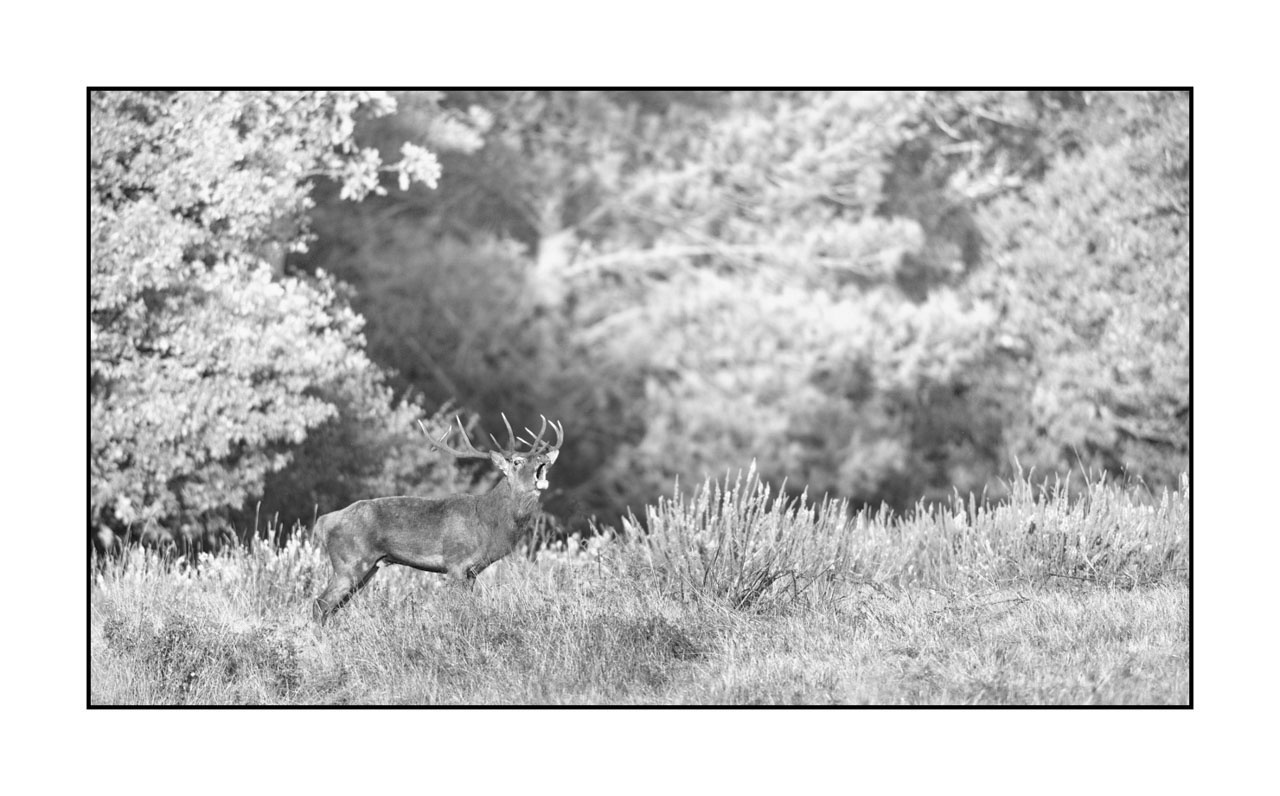 nuances-de-noirs-et-de-blancs/009-cerfs-dans-la-brume/edition-ouverte/en/open-edition-1997-169B