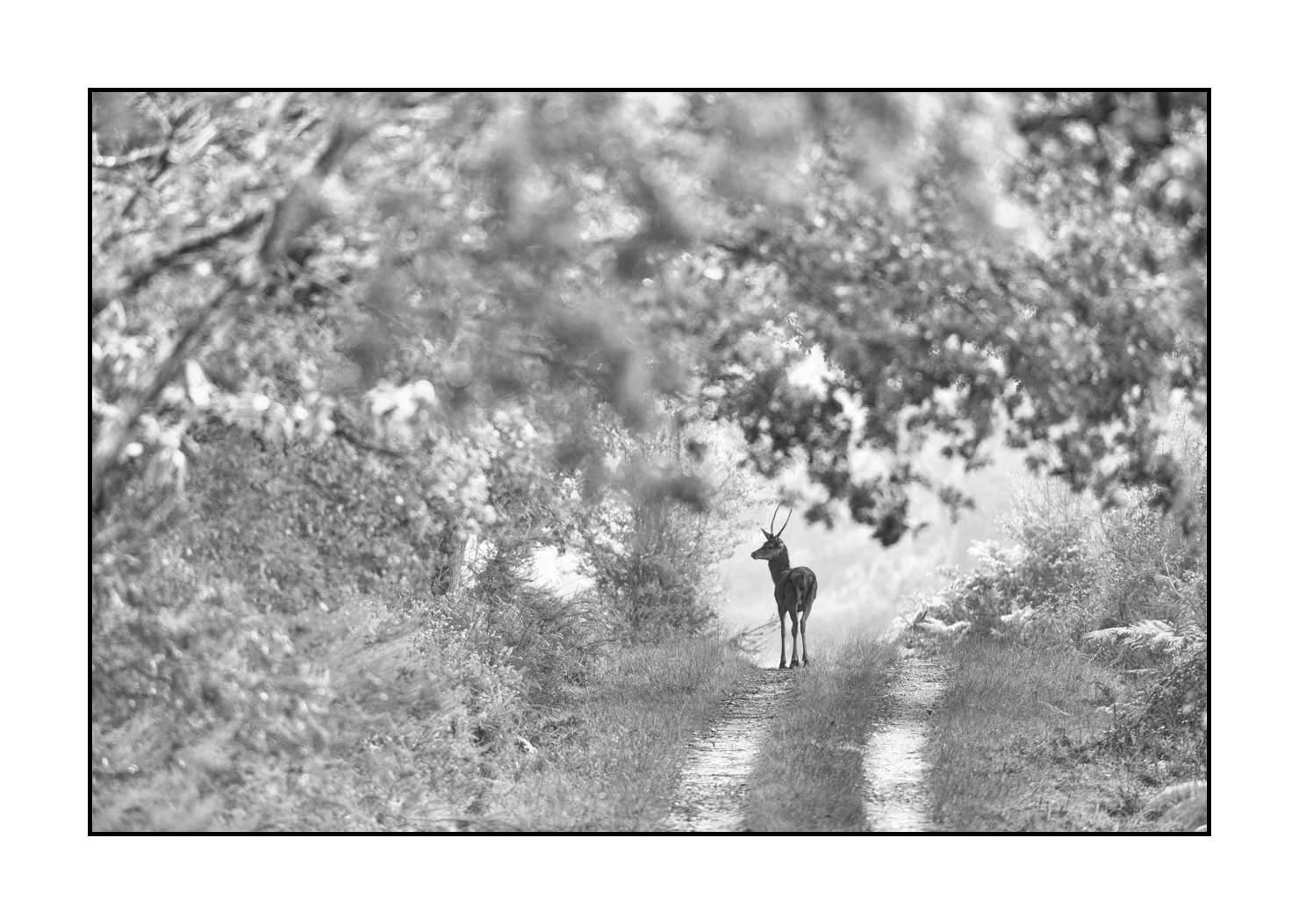 nuances-de-noirs-et-de-blancs/009-cerfs-dans-la-brume/edition-ouverte/en/open-edition-1998-32B