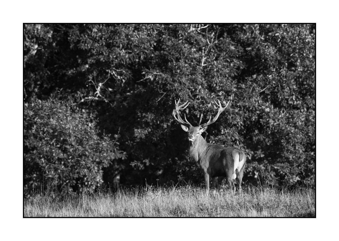 nuances-de-noirs-et-de-blancs/009-cerfs-dans-la-brume/edition-ouverte/en/open-edition-1999-32B