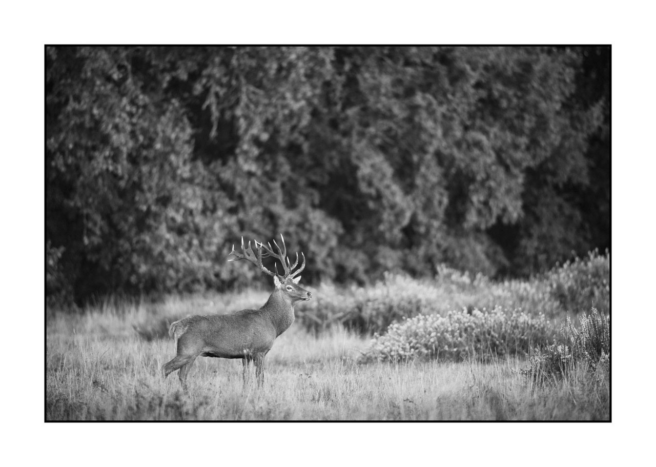 nuances-de-noirs-et-de-blancs/009-cerfs-dans-la-brume/edition-ouverte/en/open-edition-2000-32B