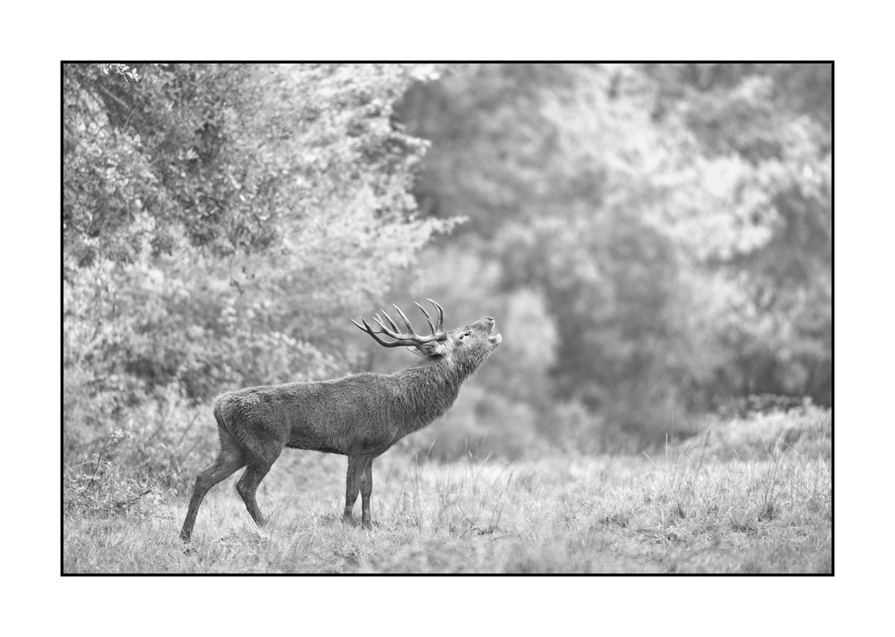 nuances-de-noirs-et-de-blancs/009-cerfs-dans-la-brume/edition-ouverte/en/open-edition-2001-32B