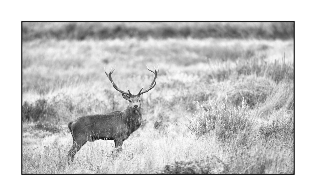 nuances-de-noirs-et-de-blancs/009-cerfs-dans-la-brume/edition-ouverte/fr/edition-ouverte-2004-169B