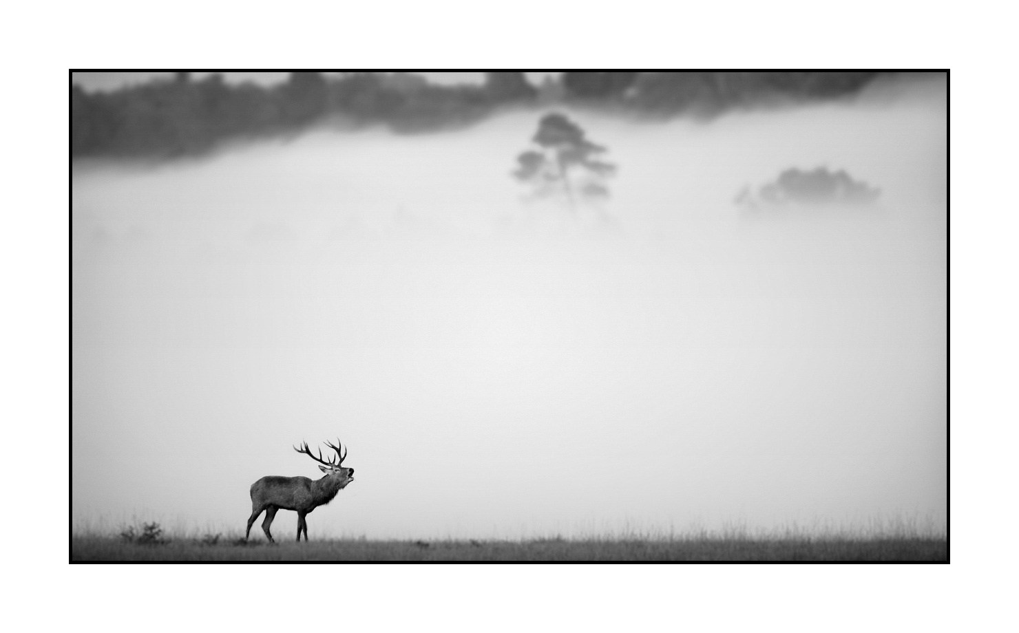 nuances-de-noirs-et-de-blancs/009-cerfs-dans-la-brume/en/02-red-deer-stag-in-the-mist-160923CHMBRA0186B