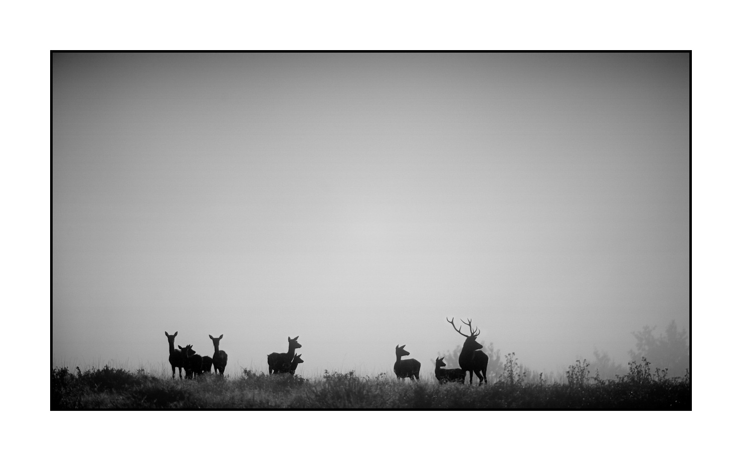 nuances-de-noirs-et-de-blancs/009-cerfs-dans-la-brume/en/03-red-deer-stag-in-the-mist-160923CHMBRA0364B