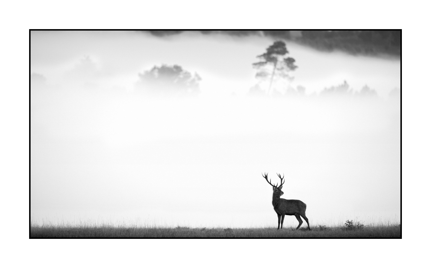 nuances-de-noirs-et-de-blancs/009-cerfs-dans-la-brume/en/04-red-deer-stag-in-the-mist-160923CHMBRA0199B