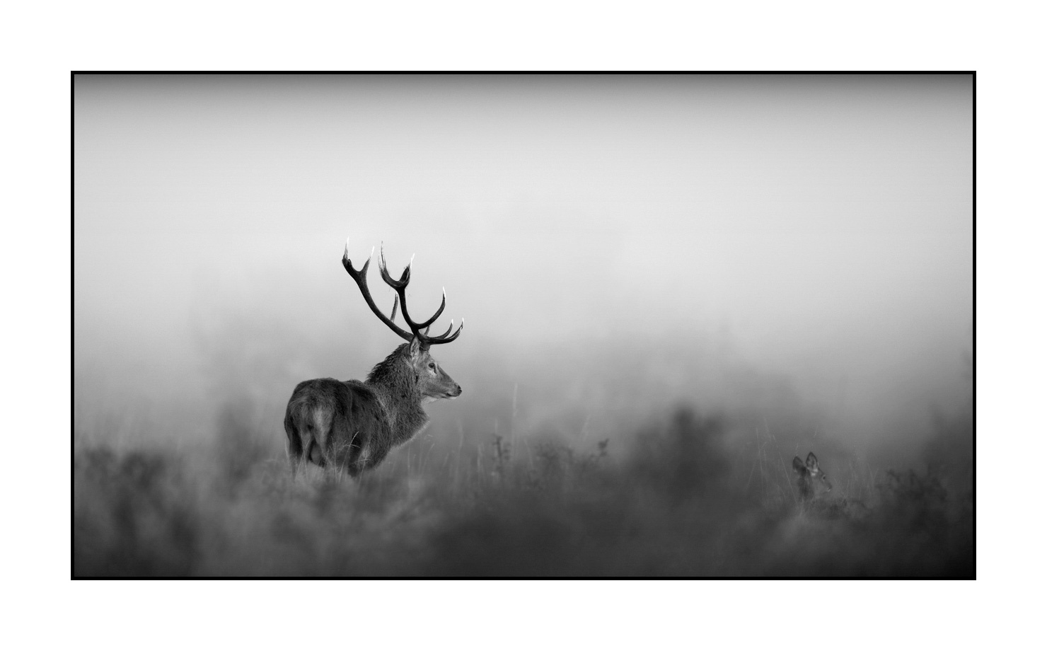 nuances-de-noirs-et-de-blancs/009-cerfs-dans-la-brume/en/05-red-deer-stag-in-the-mist-160923CHMBRA0206B