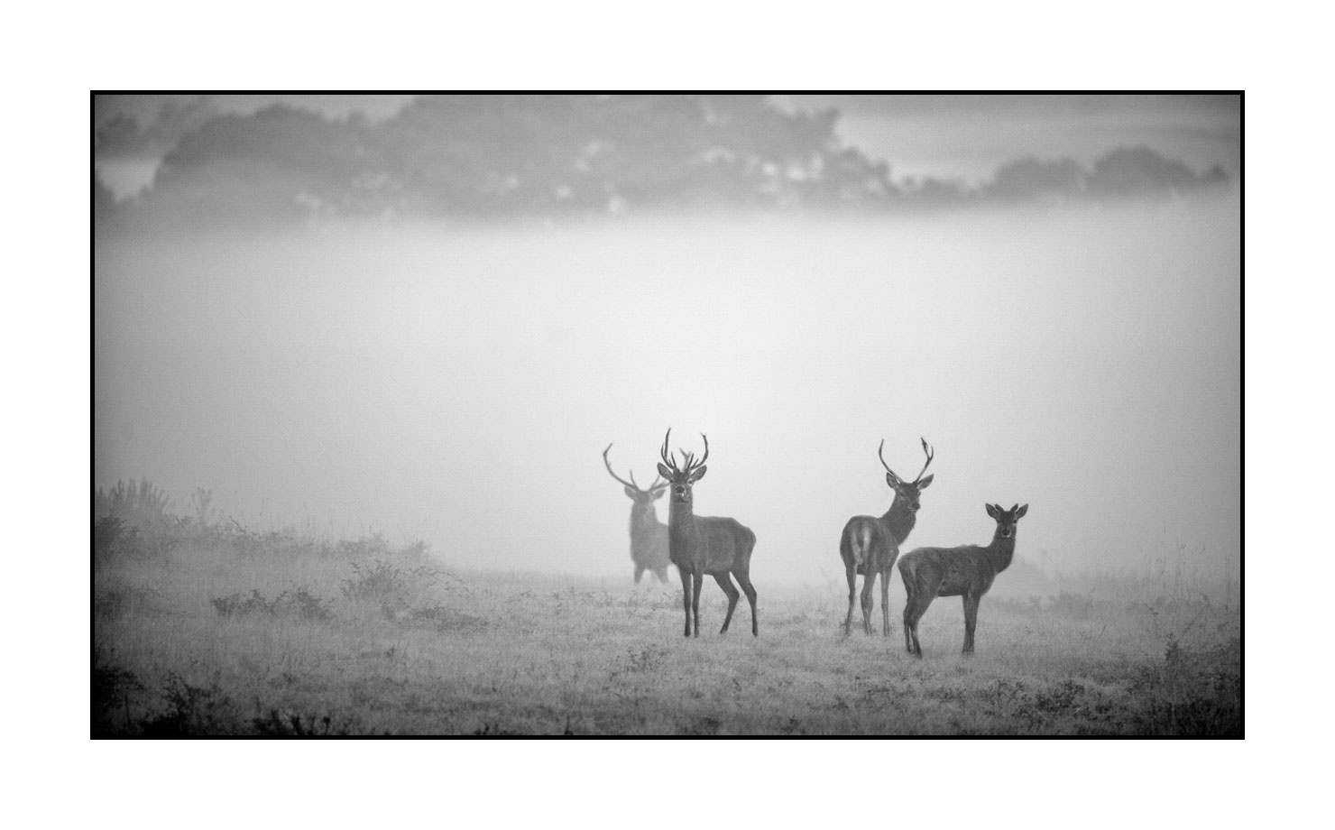nuances-de-noirs-et-de-blancs/009-cerfs-dans-la-brume/en/07-red-deer-stag-in-the-mist-160923CHMBRA0117B