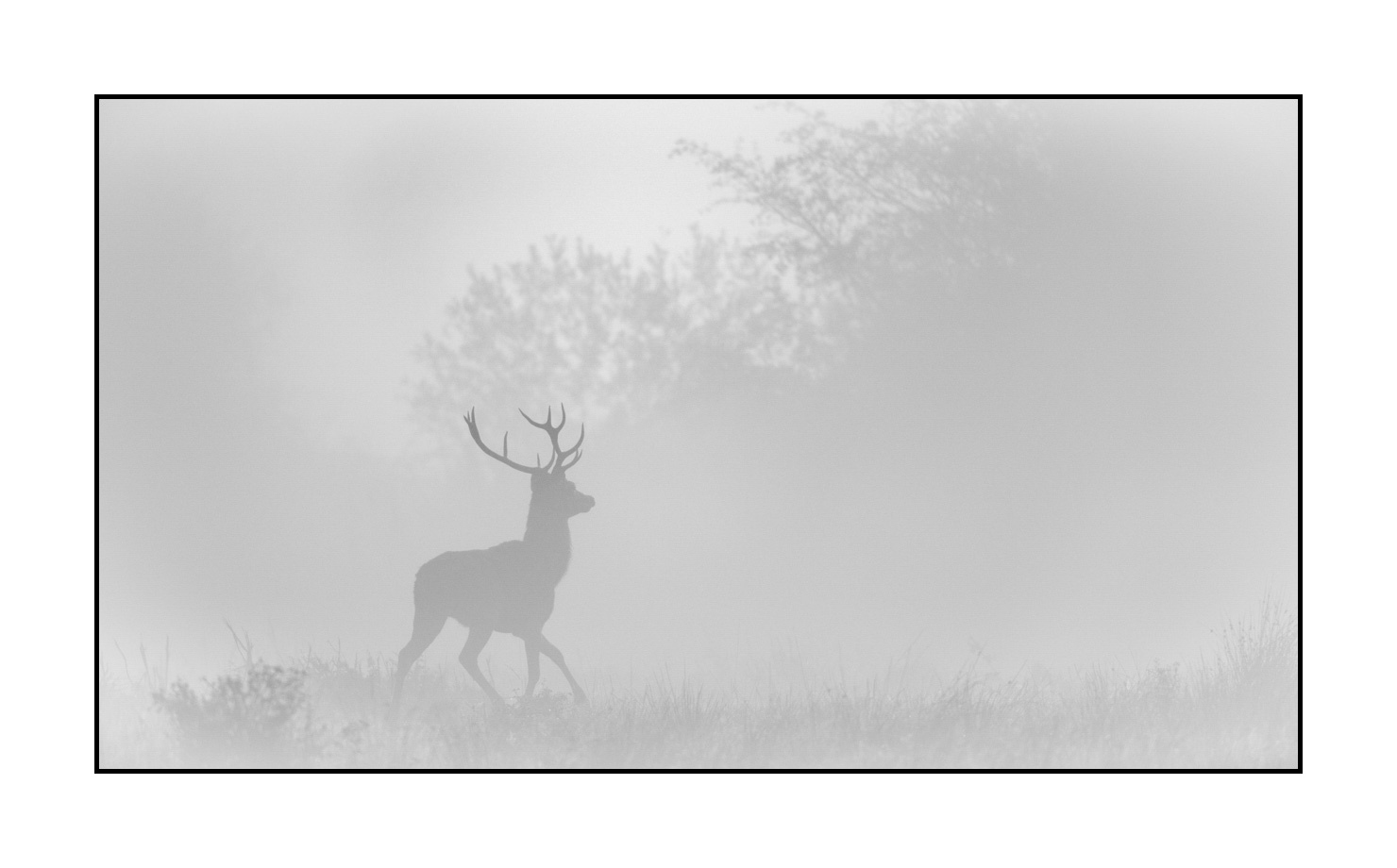 nuances-de-noirs-et-de-blancs/009-cerfs-dans-la-brume/en/08-red-deer-stag-in-the-mist-200928CHABRA0021B