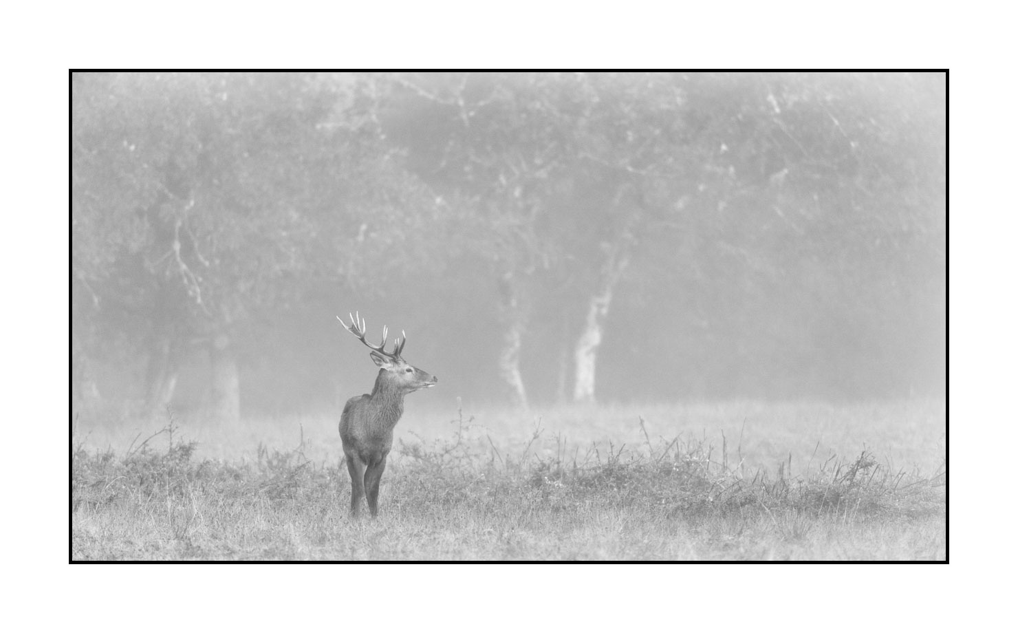 nuances-de-noirs-et-de-blancs/009-cerfs-dans-la-brume/en/13-red-deer-stag-in-the-mist-200928CHABRA0114B