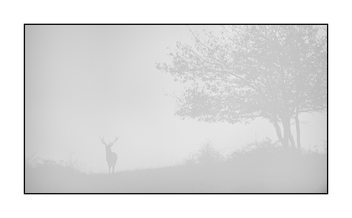 nuances-de-noirs-et-de-blancs/009-cerfs-dans-la-brume/en/15-red-deer-stag-in-the-mist-200928CHABRA0573B
