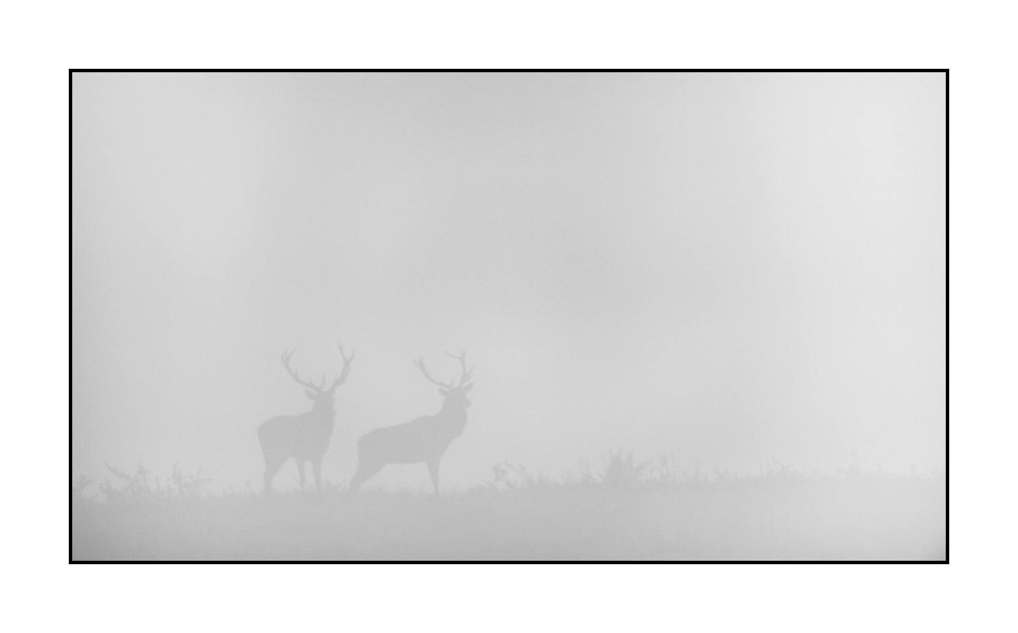 nuances-de-noirs-et-de-blancs/009-cerfs-dans-la-brume/en/16-red-deer-stag-in-the-mist-200928CHABRA0594B