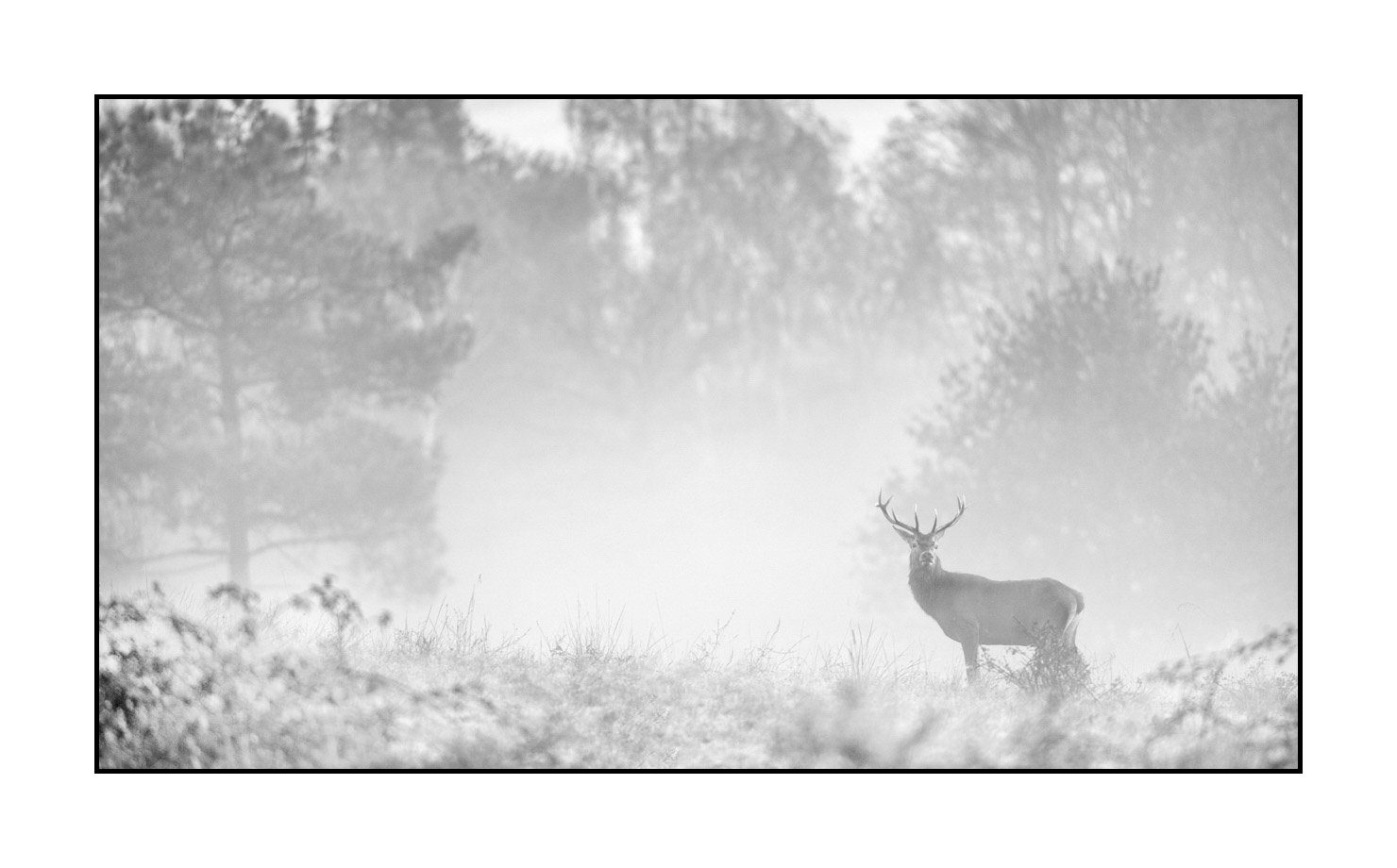 nuances-de-noirs-et-de-blancs/009-cerfs-dans-la-brume/en/19-red-deer-stag-in-the-mist-200928CHABRA1102B