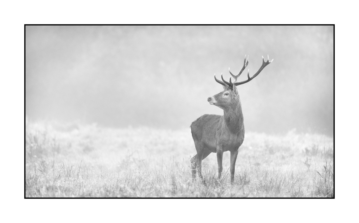 nuances-de-noirs-et-de-blancs/009-cerfs-dans-la-brume/en/21-red-deer-stag-in-the-mist-200928CHABRA1112B