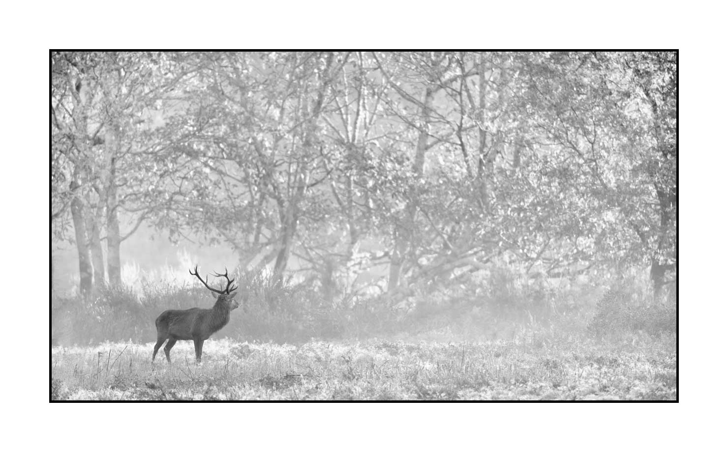 nuances-de-noirs-et-de-blancs/009-cerfs-dans-la-brume/en/22-red-deer-stag-in-the-mist-200928CHABRA1205B