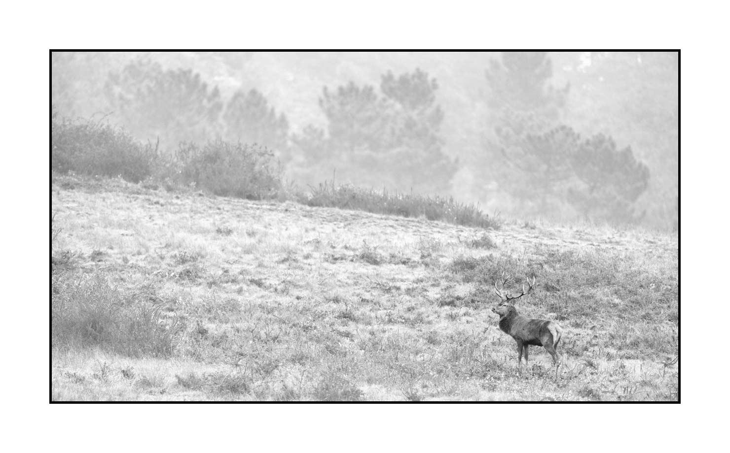 nuances-de-noirs-et-de-blancs/009-cerfs-dans-la-brume/en/23-red-deer-stag-in-the-mist-200928CHABRA1444B