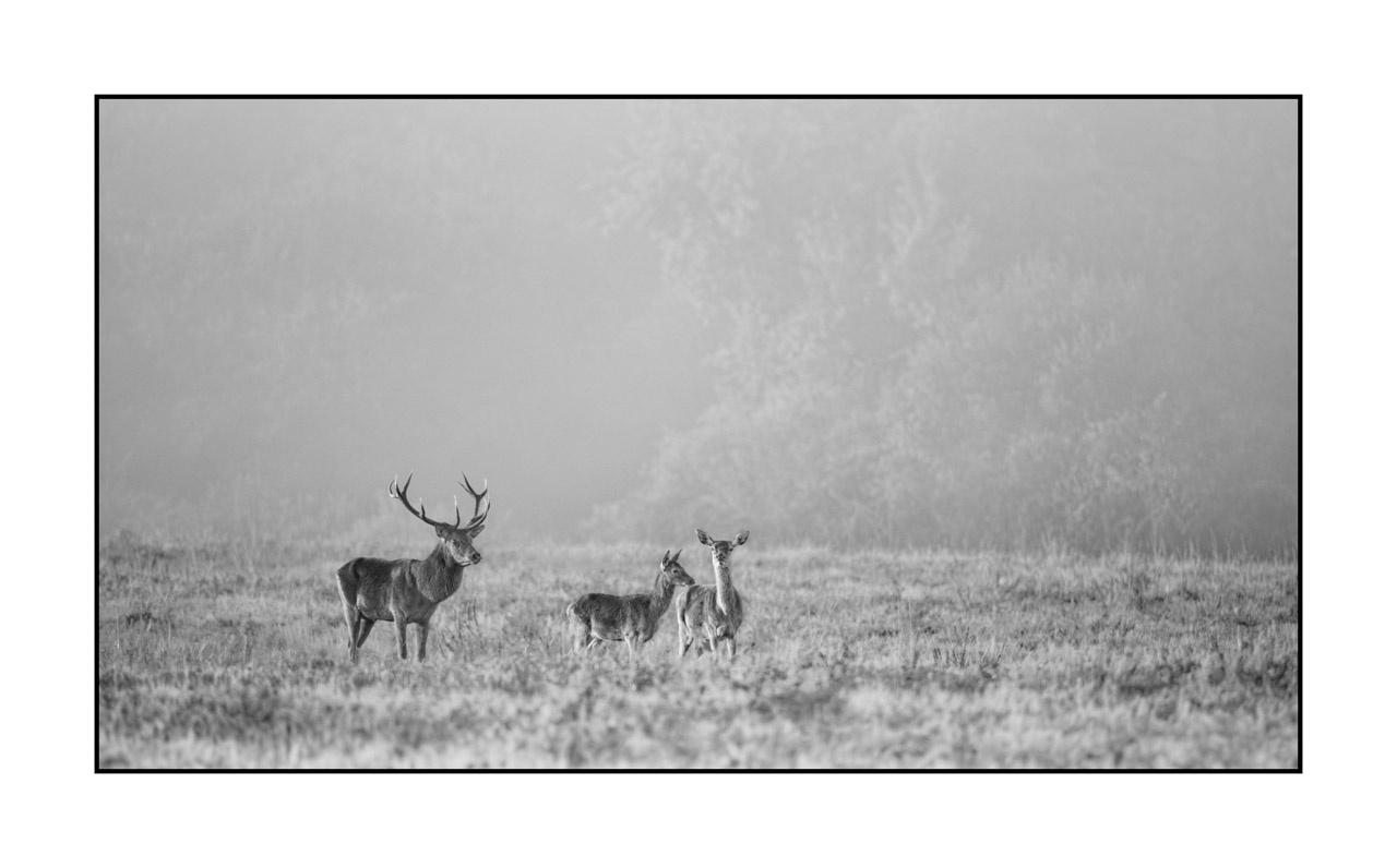 nuances-de-noirs-et-de-blancs/009-cerfs-dans-la-brume/en/24-red-deer-stag-in-the-mist-220925BRACHM0002B