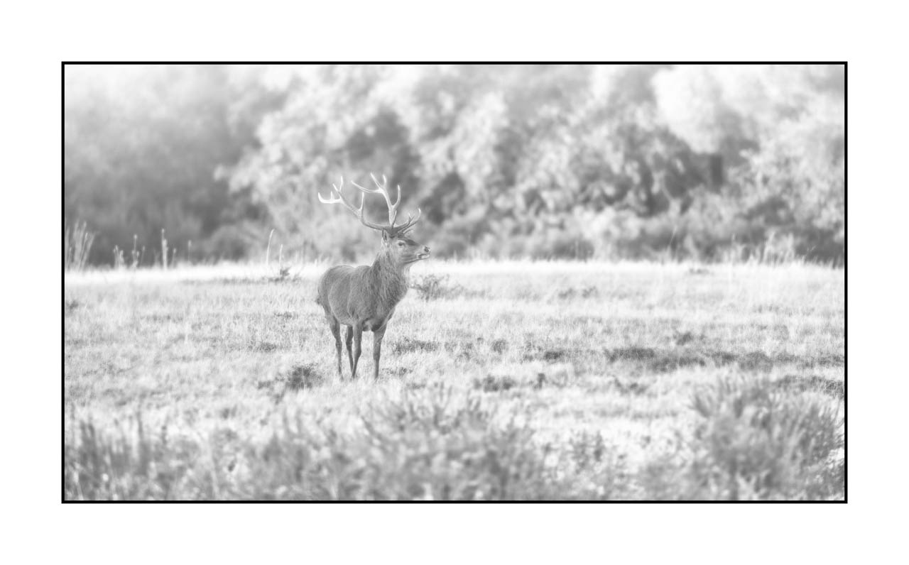 nuances-de-noirs-et-de-blancs/009-cerfs-dans-la-brume/en/25-red-deer-stag-in-the-mist-220925BRACHM0123B