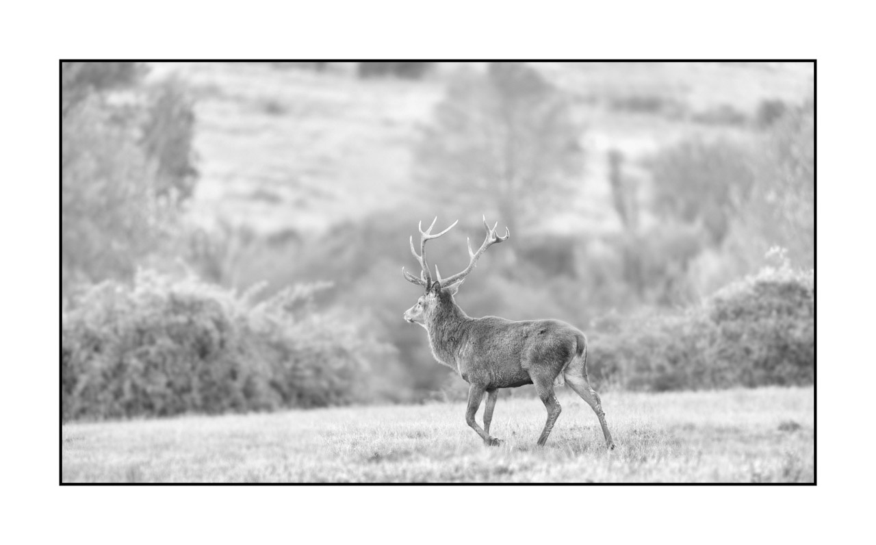 nuances-de-noirs-et-de-blancs/009-cerfs-dans-la-brume/en/26-red-deer-stag-in-the-mist-220925BRACHM0133B
