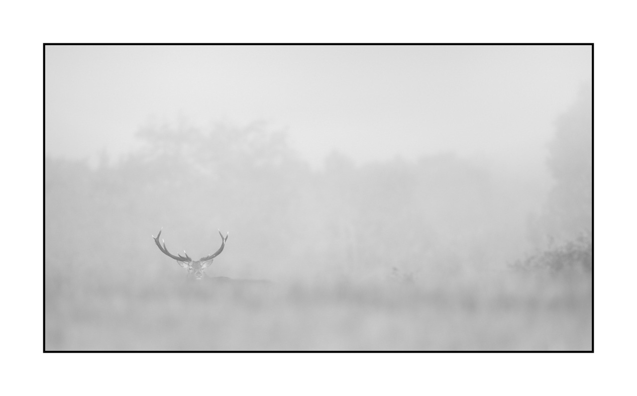 nuances-de-noirs-et-de-blancs/009-cerfs-dans-la-brume/en/27-red-deer-stag-in-the-mist-220925BRACHM0135B