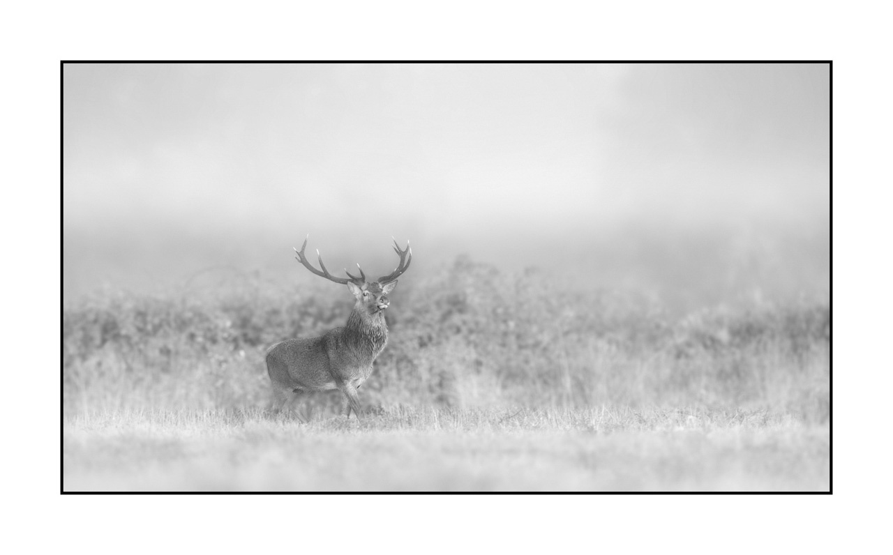 nuances-de-noirs-et-de-blancs/009-cerfs-dans-la-brume/en/28-red-deer-stag-in-the-mist-220925BRACHM0148B