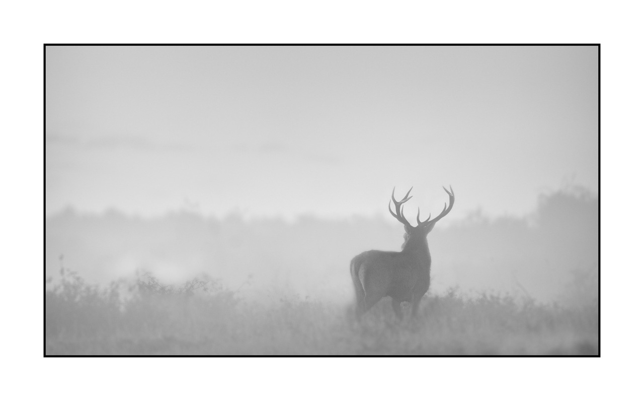 nuances-de-noirs-et-de-blancs/009-cerfs-dans-la-brume/en/29-red-deer-stag-in-the-mist-220925BRACHM0166B