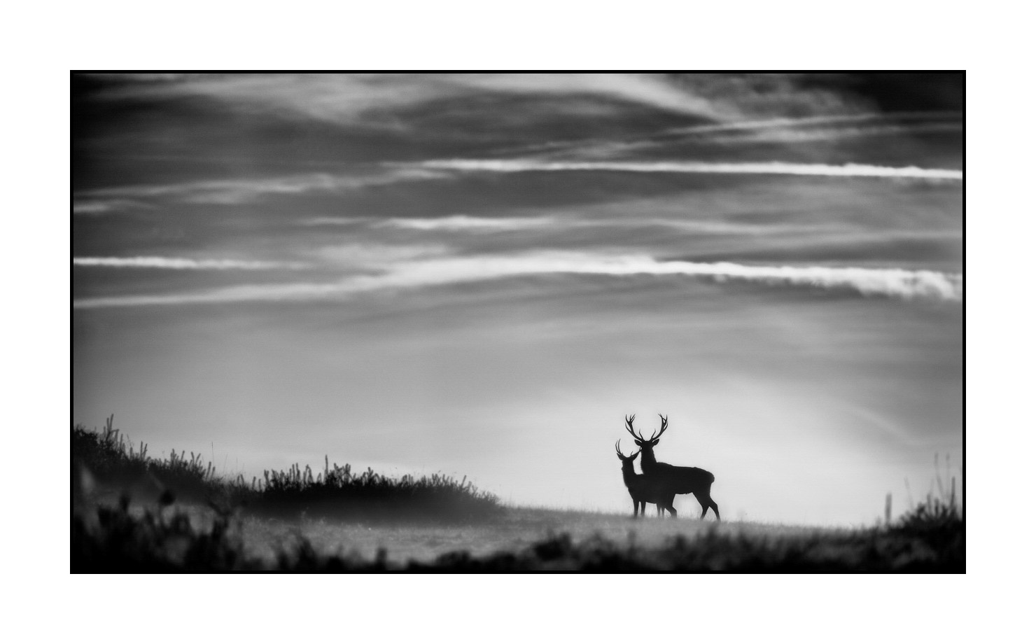 nuances-de-noirs-et-de-blancs/010-silhouettes-de-cerfs/fr/01-silhouettes-de-cerfs-en-noir-et-blanc-160923CHMBRA0848B