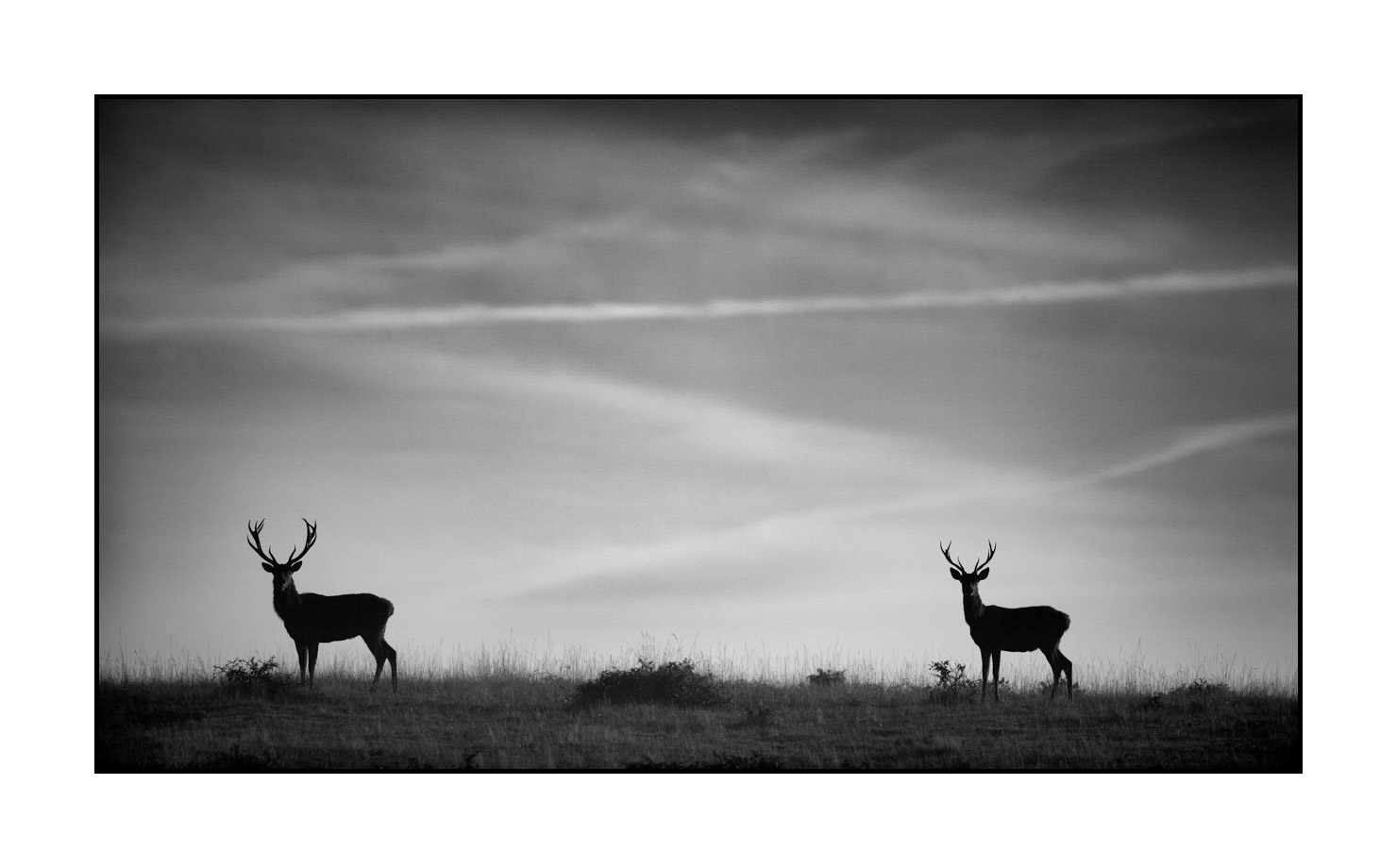 Dos de cerf Banque d'images noir et blanc - Alamy