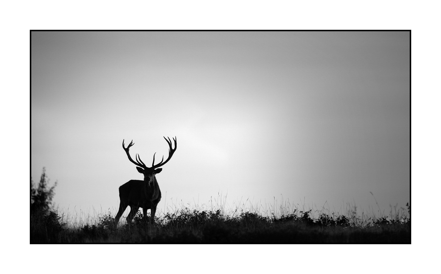 nuances-de-noirs-et-de-blancs/010-silhouettes-de-cerfs/fr/03-silhouettes-de-cerfs-en-noir-et-blanc-160923CHMBRA0841B
