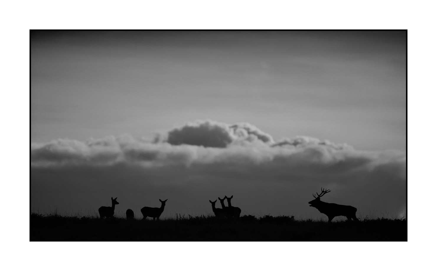 nuances-de-noirs-et-de-blancs/010-silhouettes-de-cerfs/fr/04-silhouettes-de-cerfs-en-noir-et-blanc-160923CHMBRA0889B