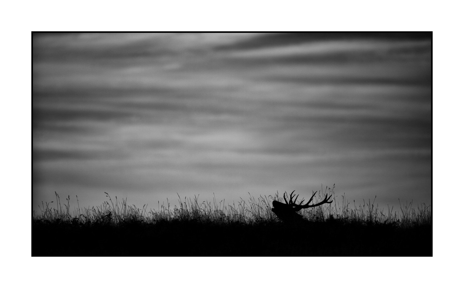 nuances-de-noirs-et-de-blancs/010-silhouettes-de-cerfs/fr/05-silhouettes-de-cerfs-en-noir-et-blanc-160923CHMBRA0937B