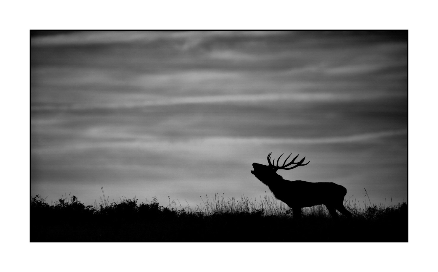 nuances-de-noirs-et-de-blancs/010-silhouettes-de-cerfs/fr/06-silhouettes-de-cerfs-en-noir-et-blanc-160923CHMBRA0966B