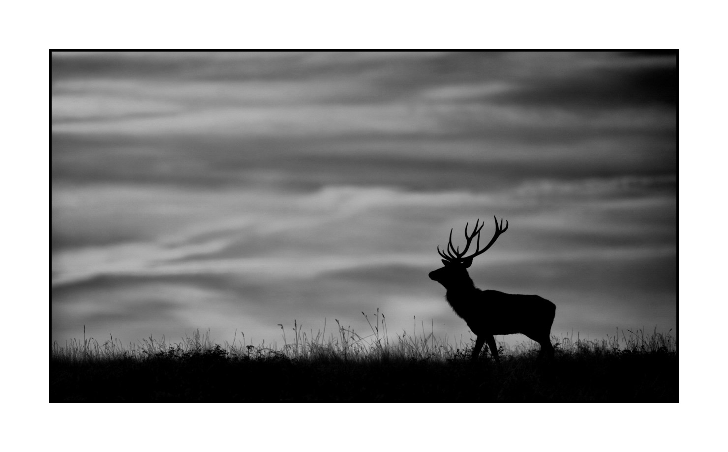 nuances-de-noirs-et-de-blancs/010-silhouettes-de-cerfs/fr/07-silhouettes-de-cerfs-en-noir-et-blanc-160923CHMBRA0983B