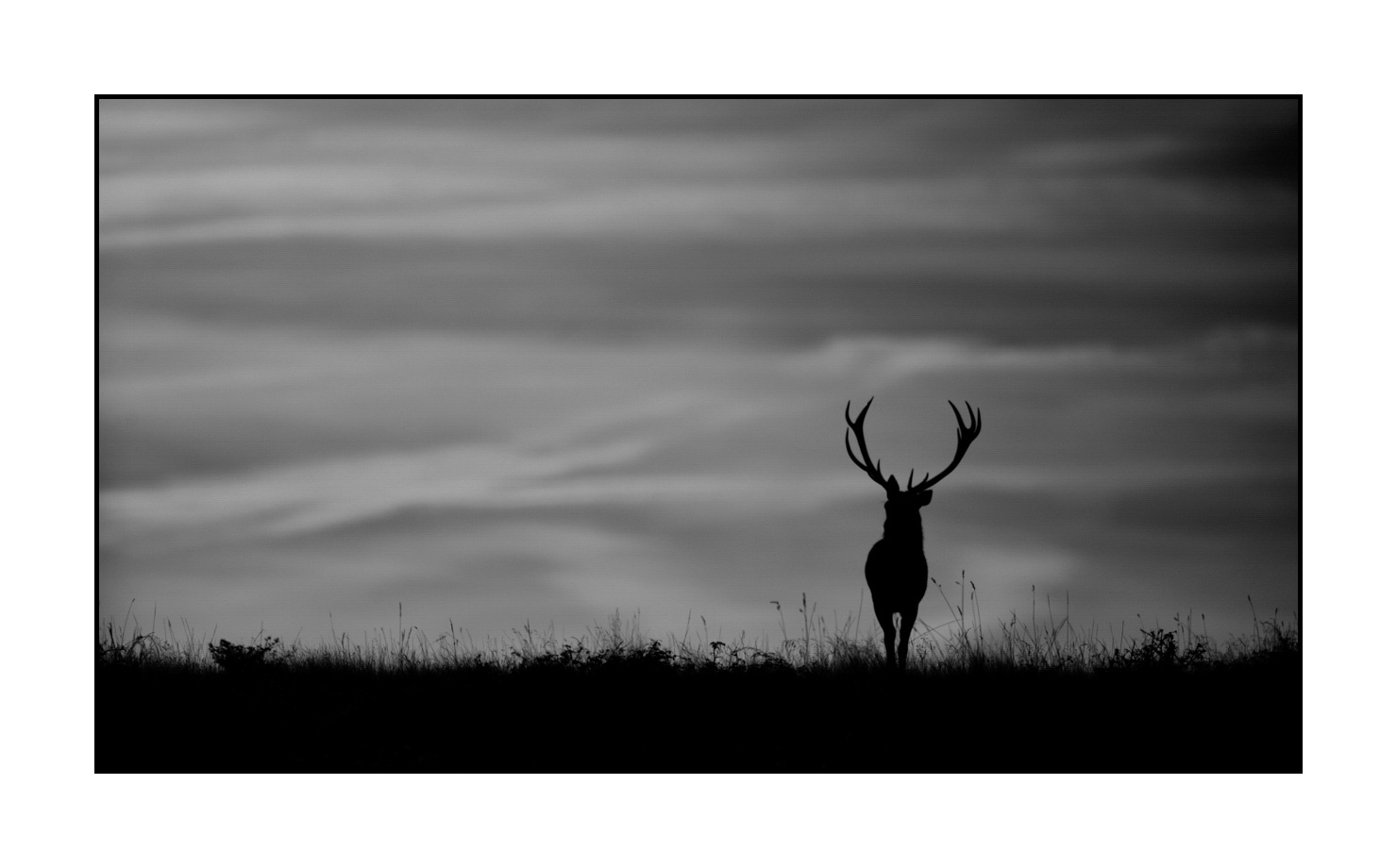 nuances-de-noirs-et-de-blancs/010-silhouettes-de-cerfs/fr/08-silhouettes-de-cerfs-en-noir-et-blanc-160923CHMBRA0992B