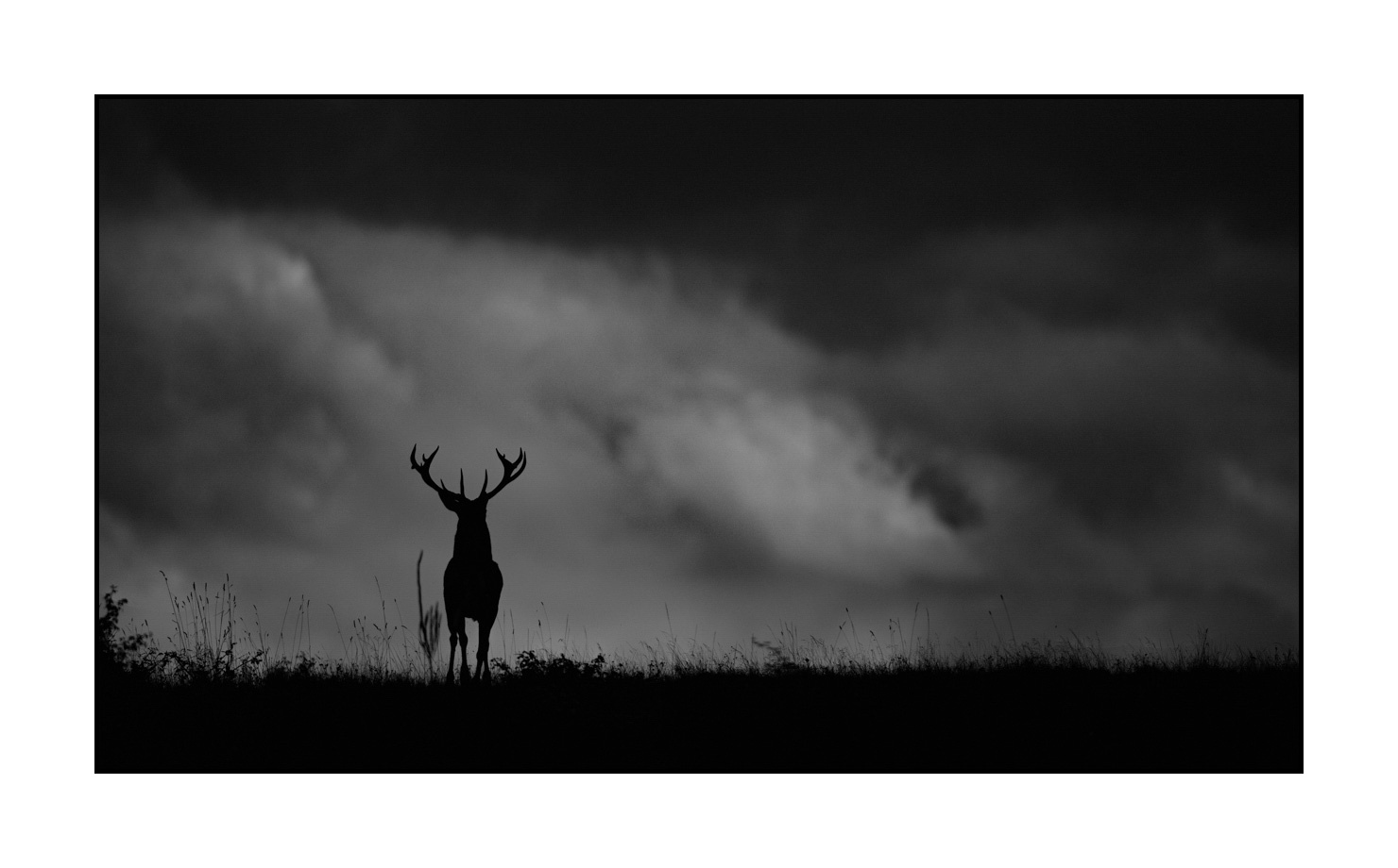 nuances-de-noirs-et-de-blancs/010-silhouettes-de-cerfs/fr/09-silhouettes-de-cerfs-en-noir-et-blanc-190920CHMBRA0189B