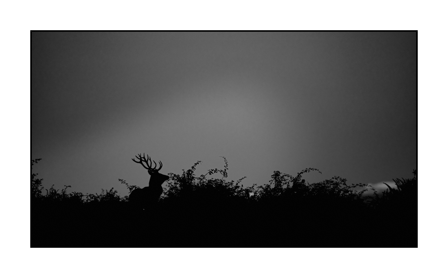 nuances-de-noirs-et-de-blancs/010-silhouettes-de-cerfs/fr/10-silhouettes-de-cerfs-en-noir-et-blanc-190920CHMBRA0634B