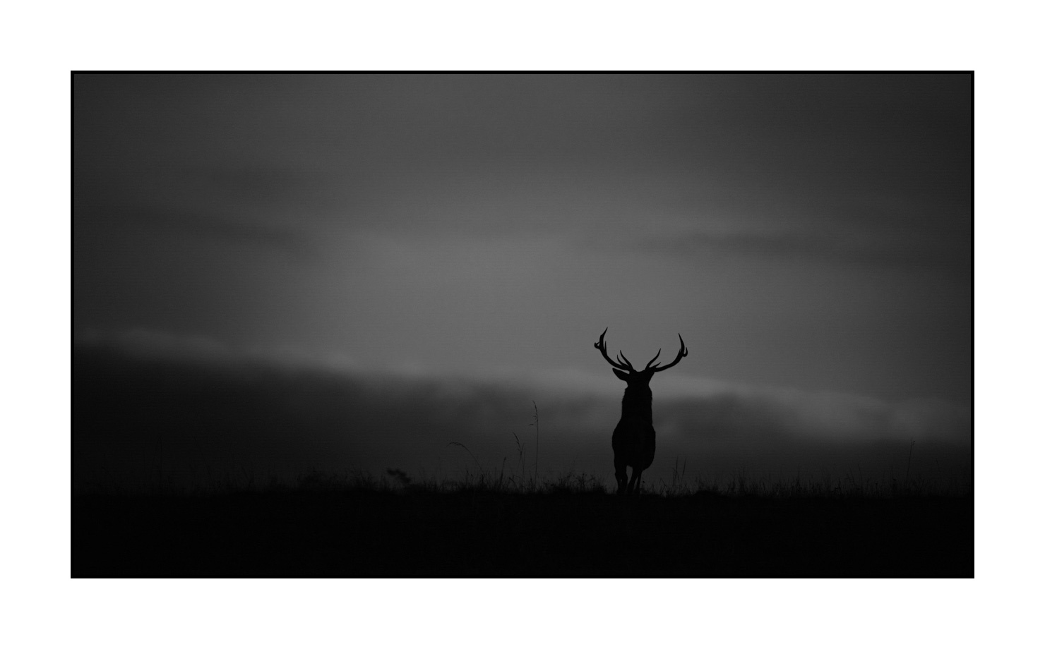 nuances-de-noirs-et-de-blancs/010-silhouettes-de-cerfs/fr/11-silhouettes-de-cerfs-en-noir-et-blanc-190920CHMBRA0936B
